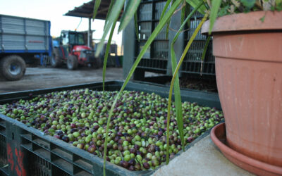 Le nostre olive di altissima qualità